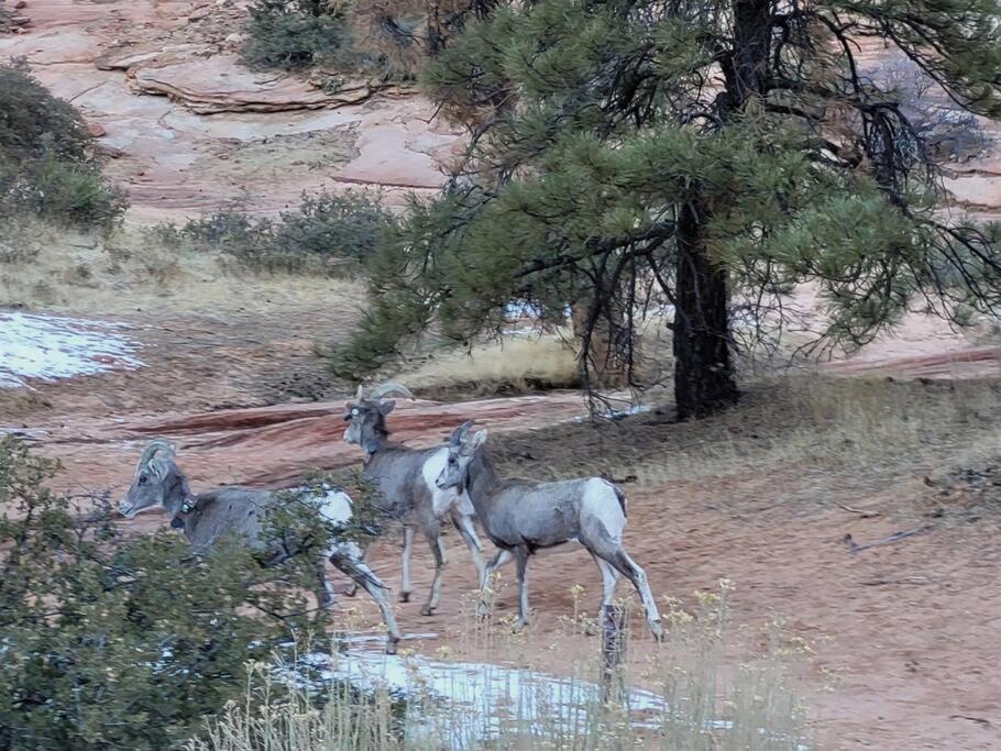Log Zion Retreat. Walking Distance To East Zion Trails Orderville