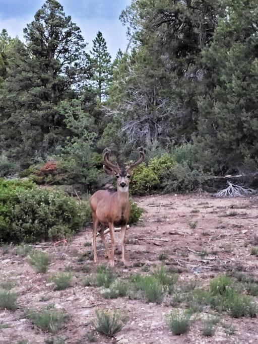 Holiday home Log Zion Retreat. Walking Distance To East Zion Trails